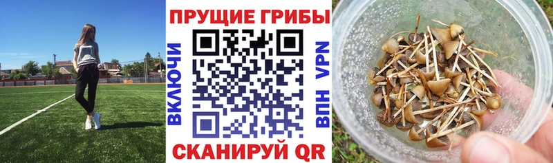 Псилоцибиновые грибы прущие грибы  shop официальный сайт  Козельск 